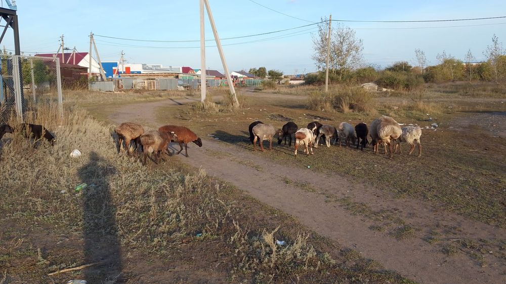 Продам овец, не дорого