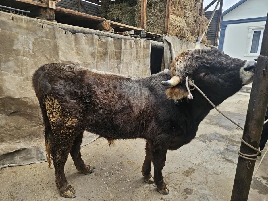 Бычки срочная продажа