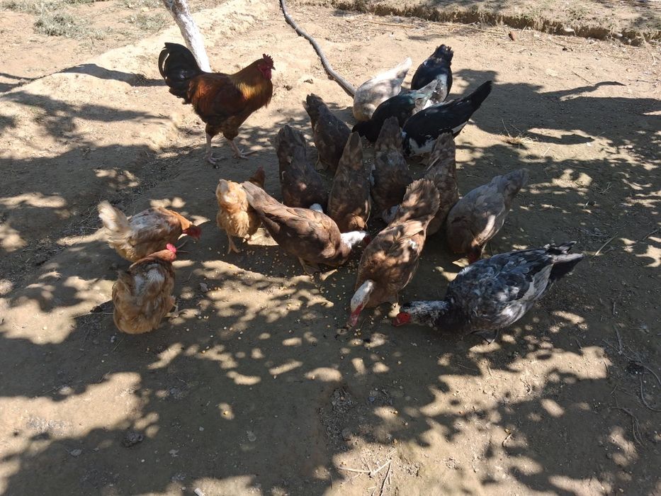 Он ұрғашы,үш қораз индоутки