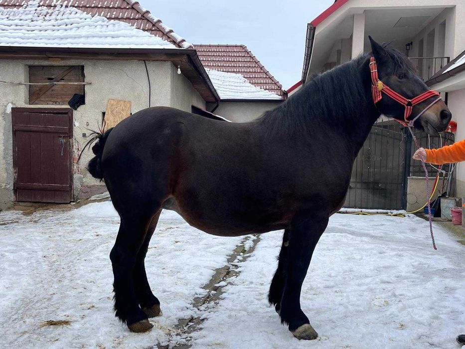 Vând iapă          .