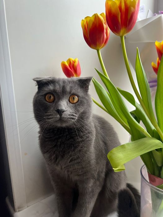 Вязка британского кота