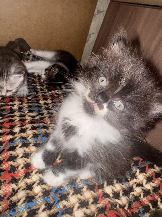 Котята бесплатно