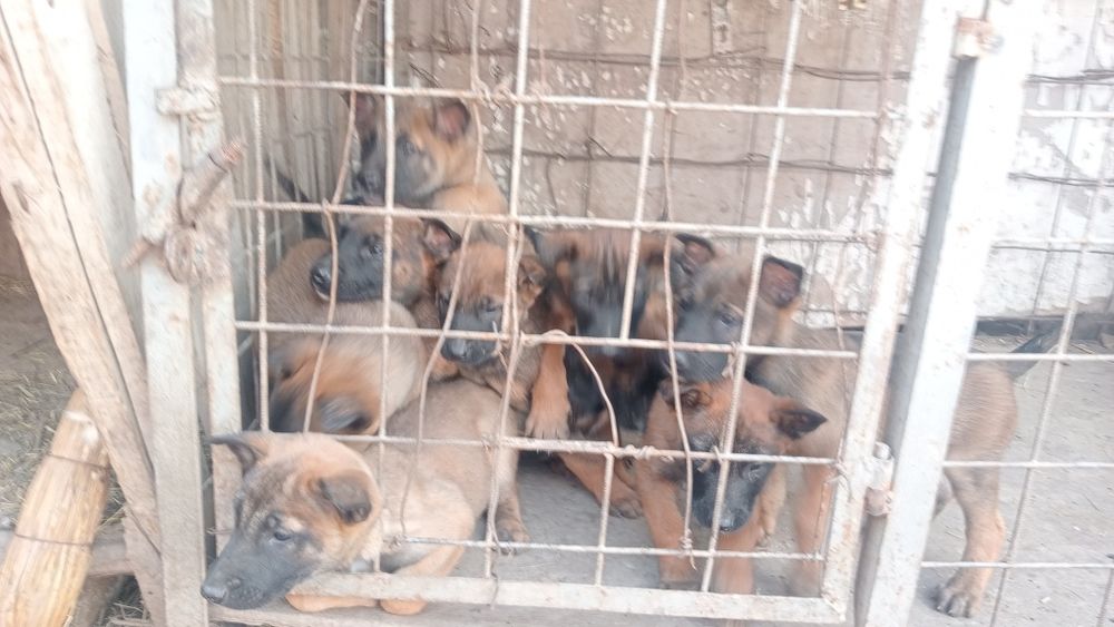 Щенки 1,5 месяц кабельи