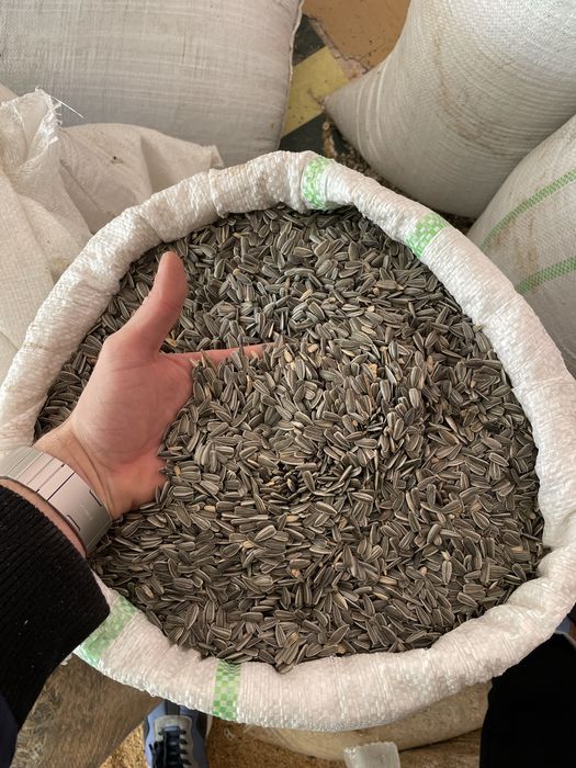 Mancare - amestec - mix porumbei