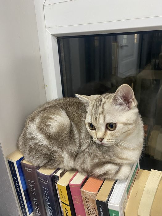 Продам шотландскую кошку