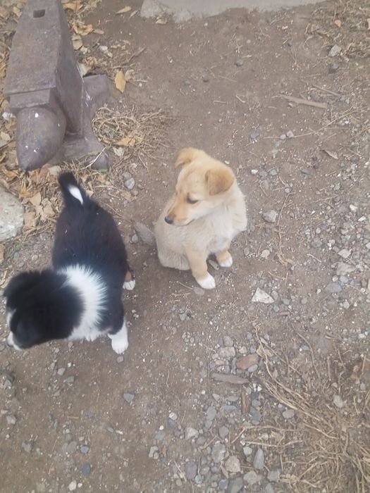 Отдам в добрые руки