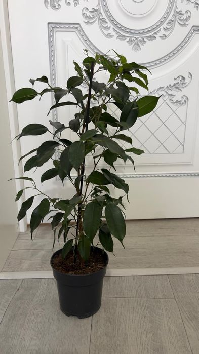 Фикус вечно зеленый