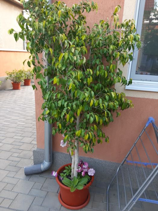 Ficus cu frunza mică