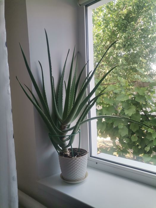 Продам алоэ, денежное дерево