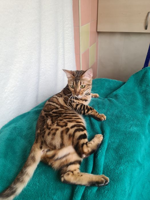 Бенгальские кошечки. Свободны только две!!