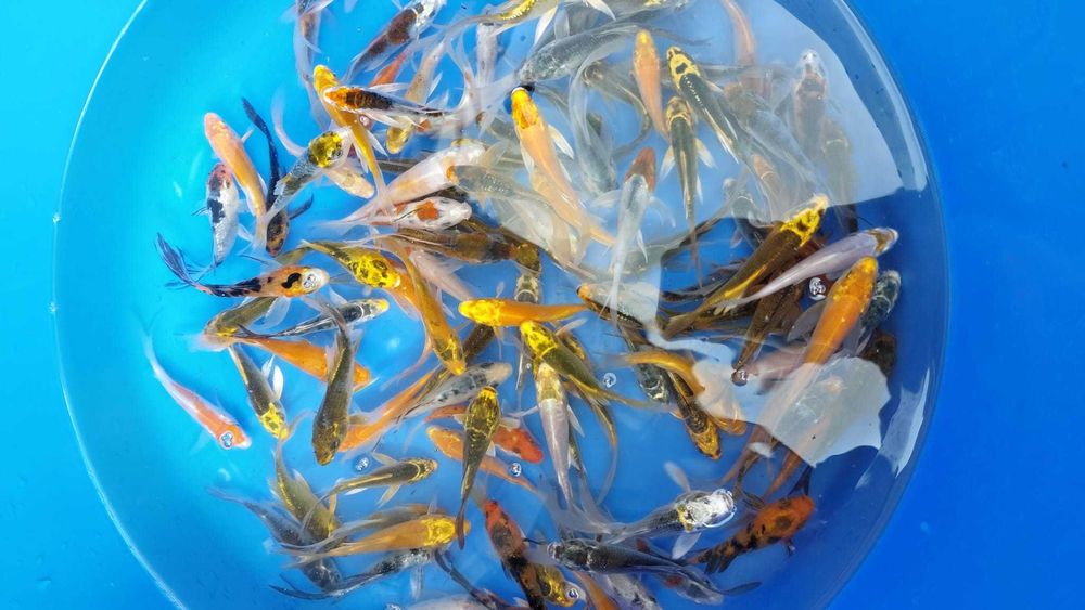 Crapi koi Japonia, butterfly, sturioni, pesti sanitari, pesti iaz