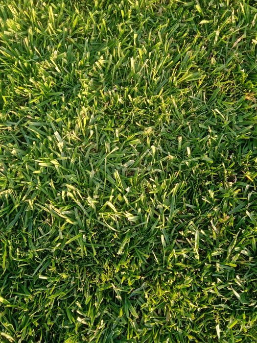 Газон тайори рулон 55000 сум