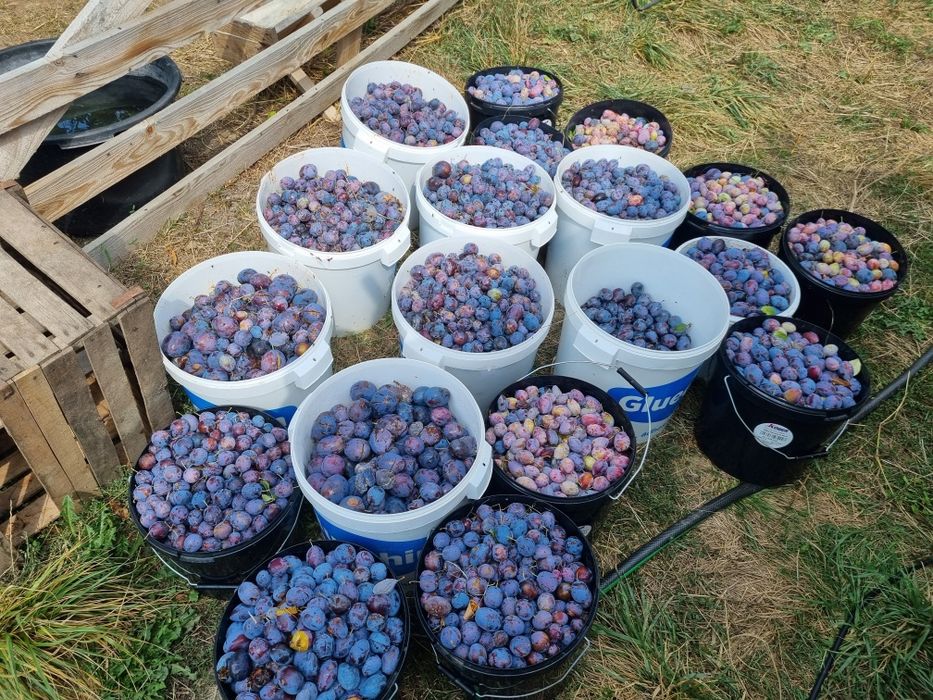 Prune pentru tuica Bio / nestropite