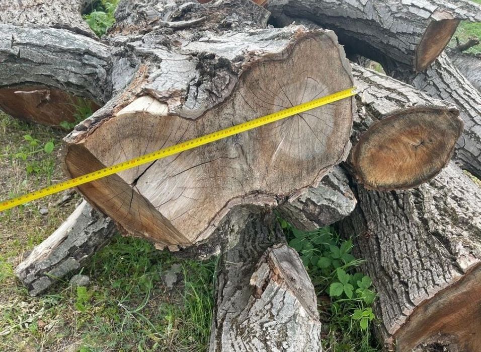 Lemn bustean trunchi de Nuc si Cires diametru 100cm 75 cm Cherestea