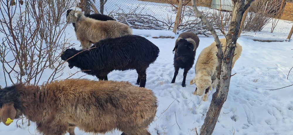 Тоқты қошқарлар сатылады