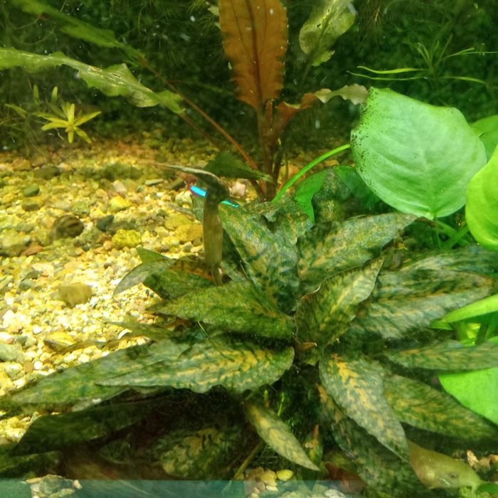 Аквариумные растения