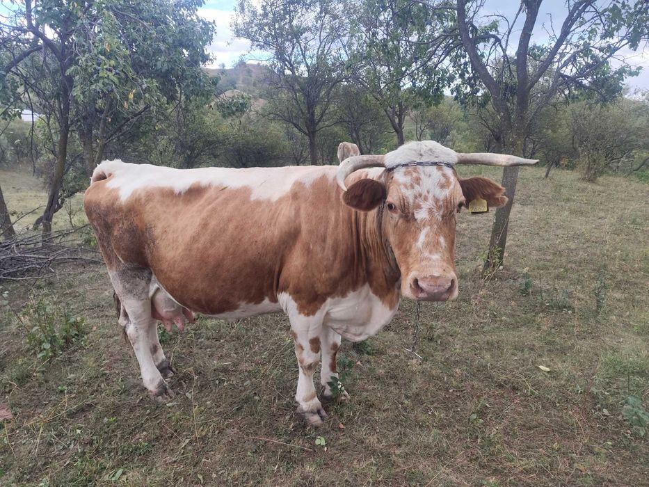 Vaca bălțată românească