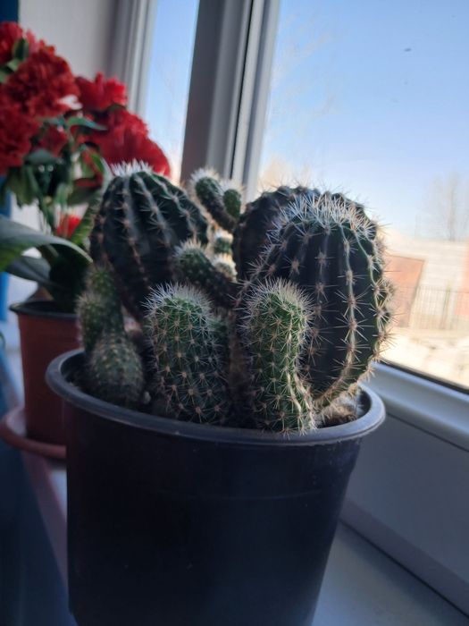 Цветы домашние  разные