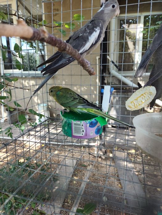 Попугай певчий  . Продам