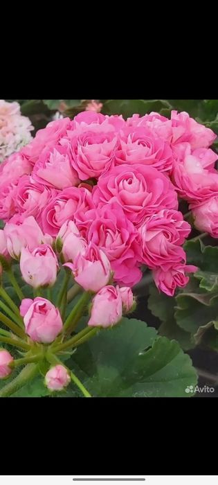 Сортовые пеларгонии