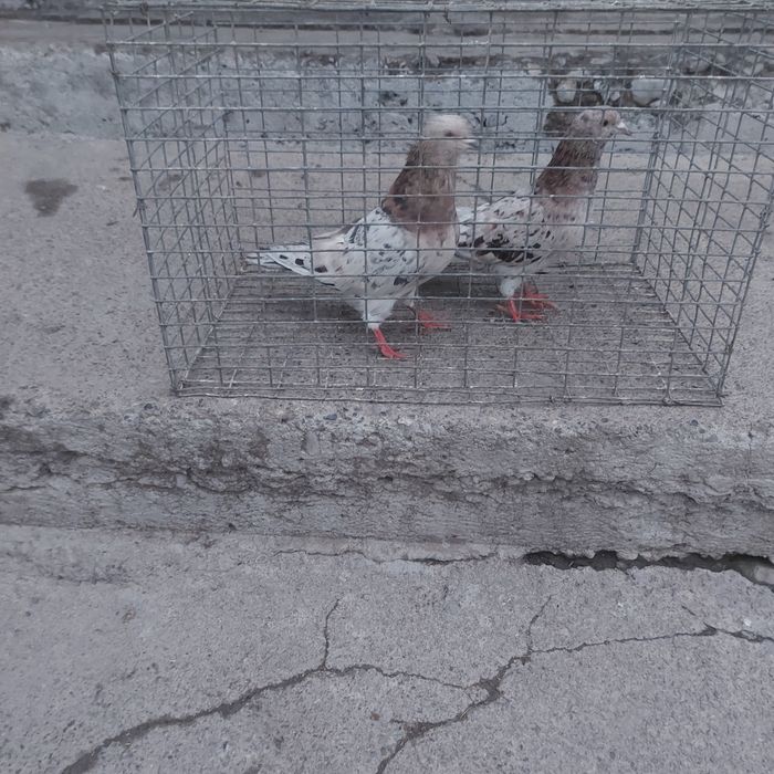 Челкар ореховые оба самец