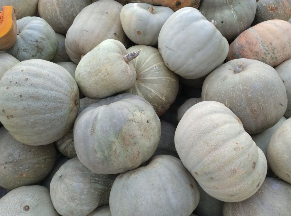 Продавам семена бели тикви и цигулки