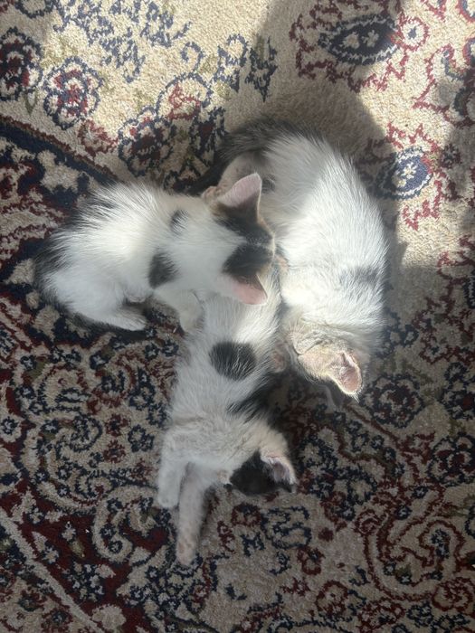 Катенек, котята