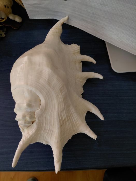 Scoica naturala de dimensiune mare 32 cm in stare perfecta