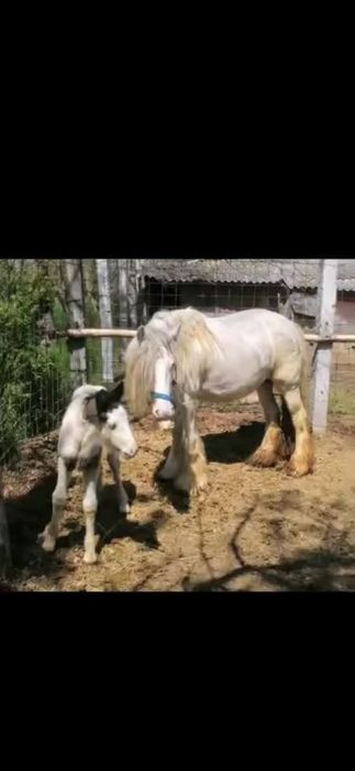 Gipsy gestanta pt hipoterapie si echitatie