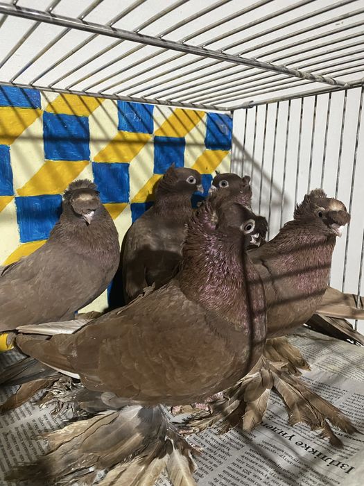 Выводы 2025г по старопородным