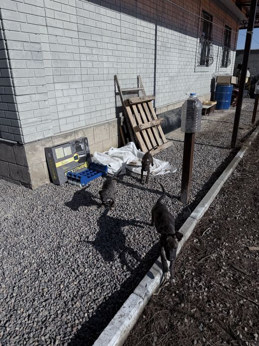 Продам шенков стафорда