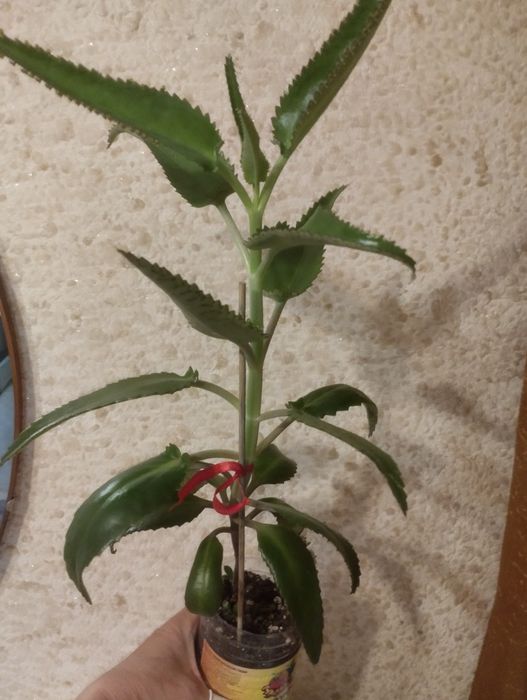 Каланхоэ лечебный. Продам.