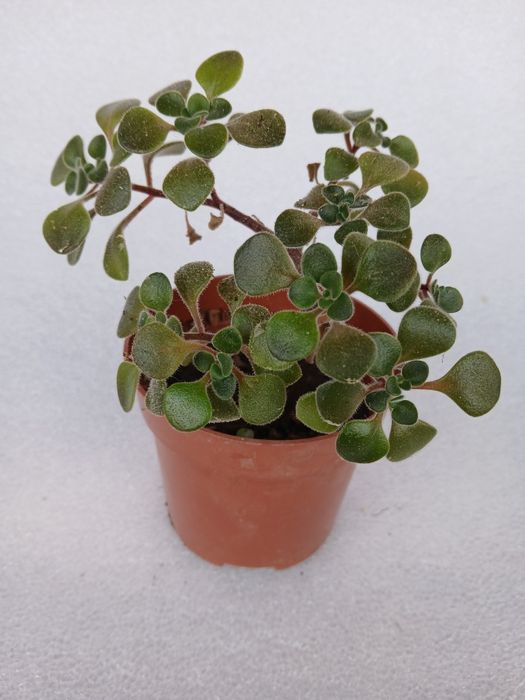 Дървото на парите