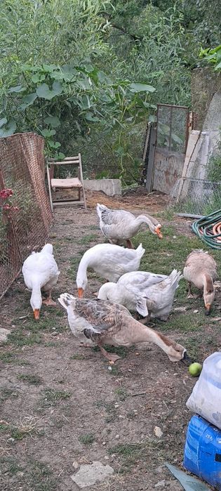 Schimb cu puicuțe