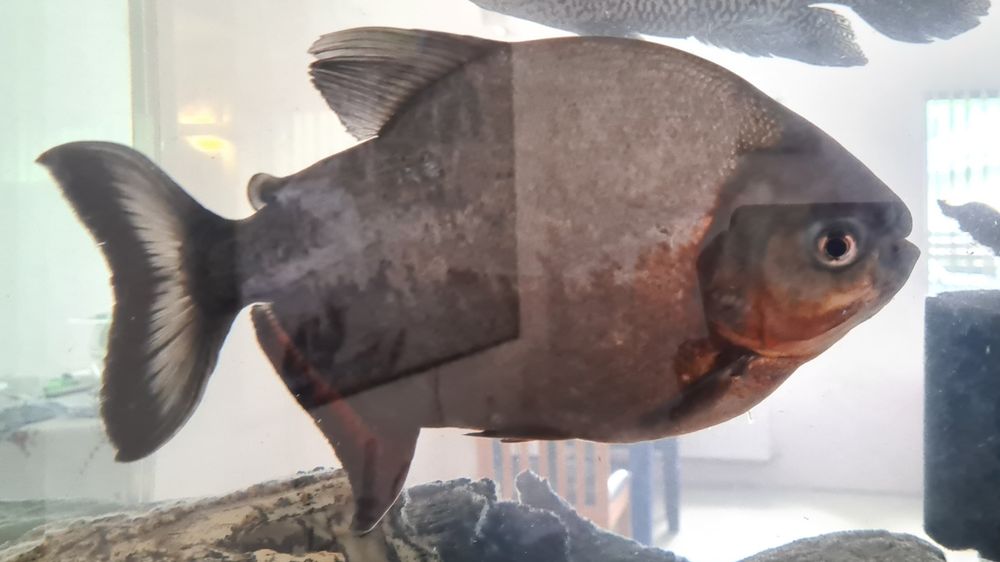 Peste de acvariu Pacu