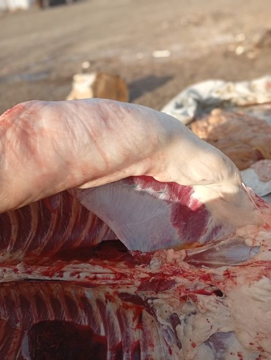 Селхоз животнии..