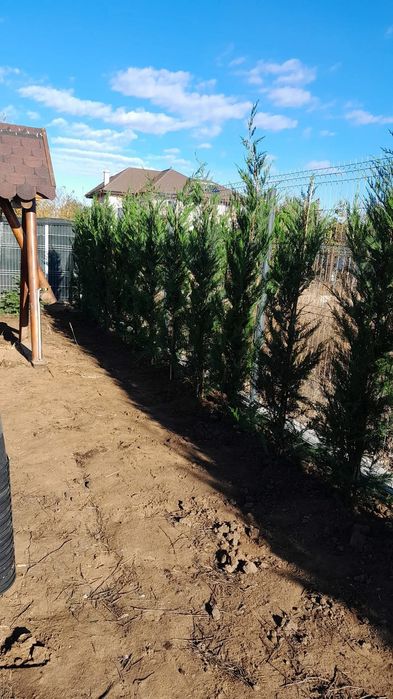 Vindem tuia leylandii 
*avem toate dimensiunile.
*preturile variază în