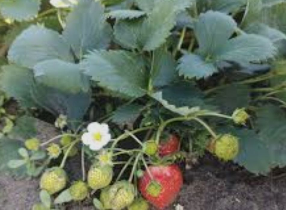 Рассады клубники