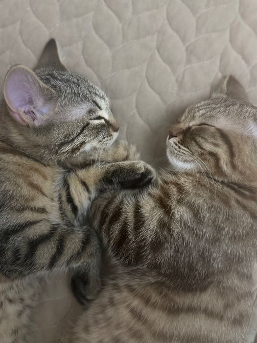 Продам 2 котят 4 месяца