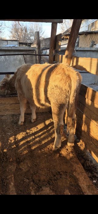 Семіз тайынша сатылады