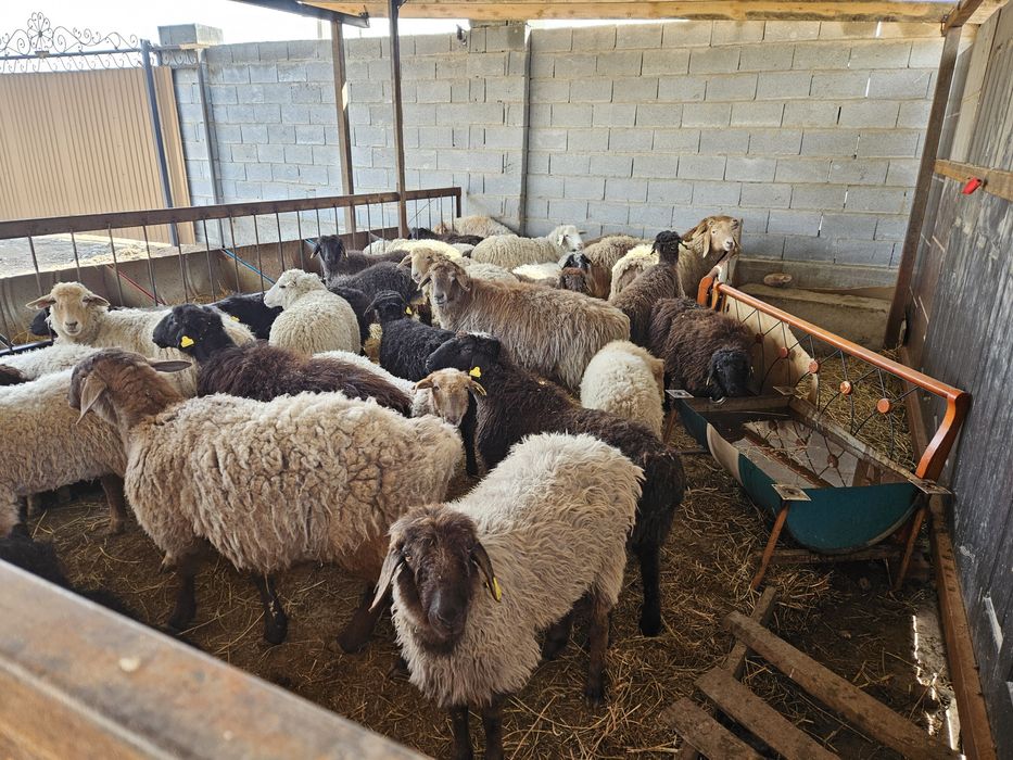 Семиз Бордакы Кой, Токтылар .