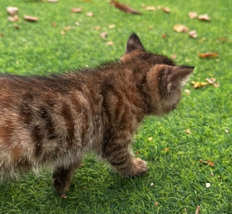 Котята (все девочки)