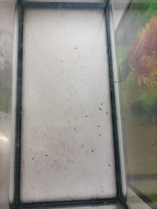 ГУПИИ  300 тг шт