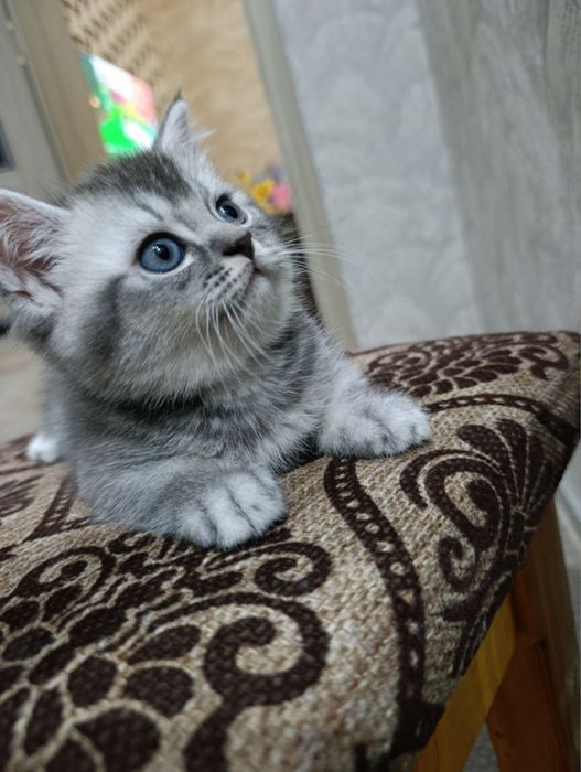 Урганчда сотилади скотиш шиншилла серий угилча