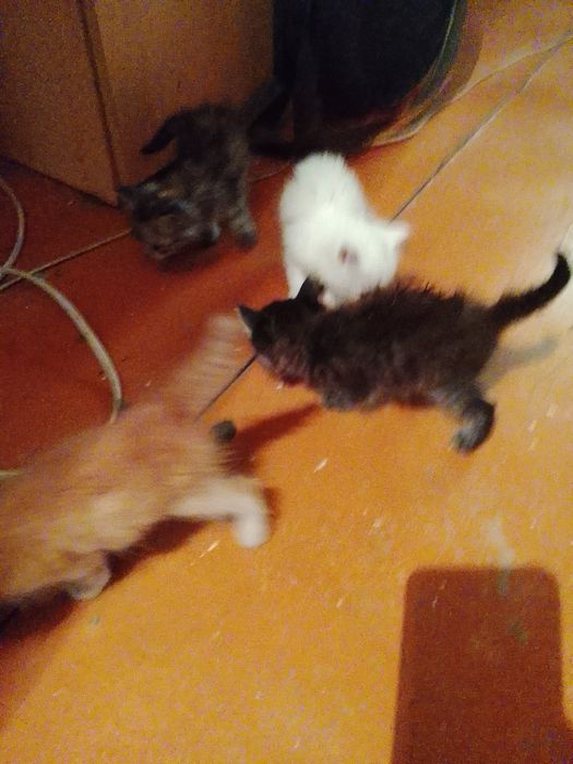 Адам котят бесплатно