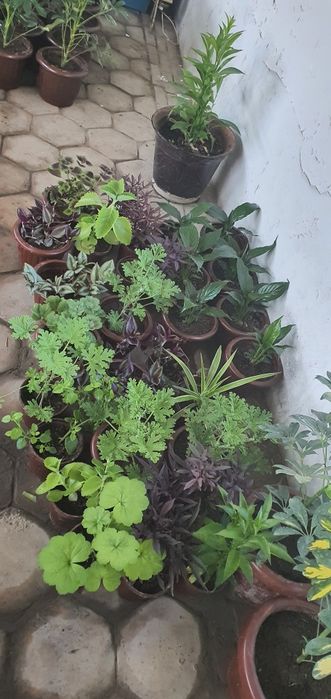 100 dan ortiq gular optim narxlarda   narxlari 15.000dan 60.000 gacha