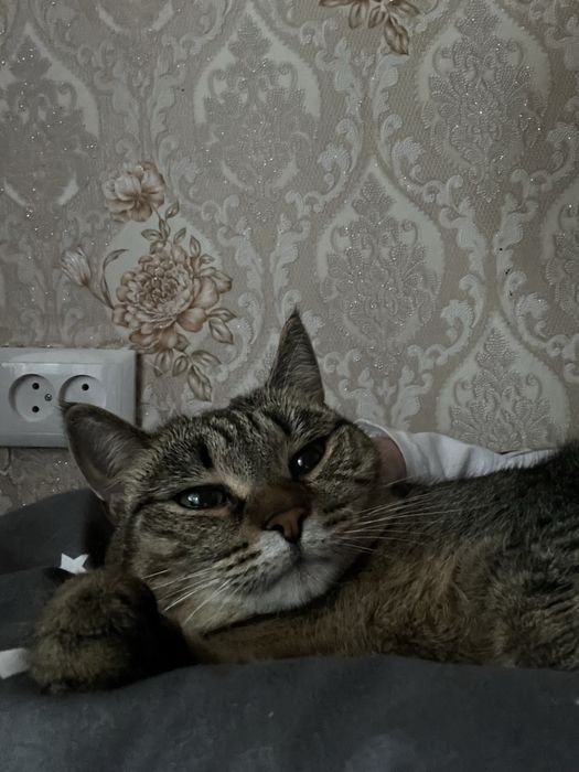 отдам кошечку в добрые руки
