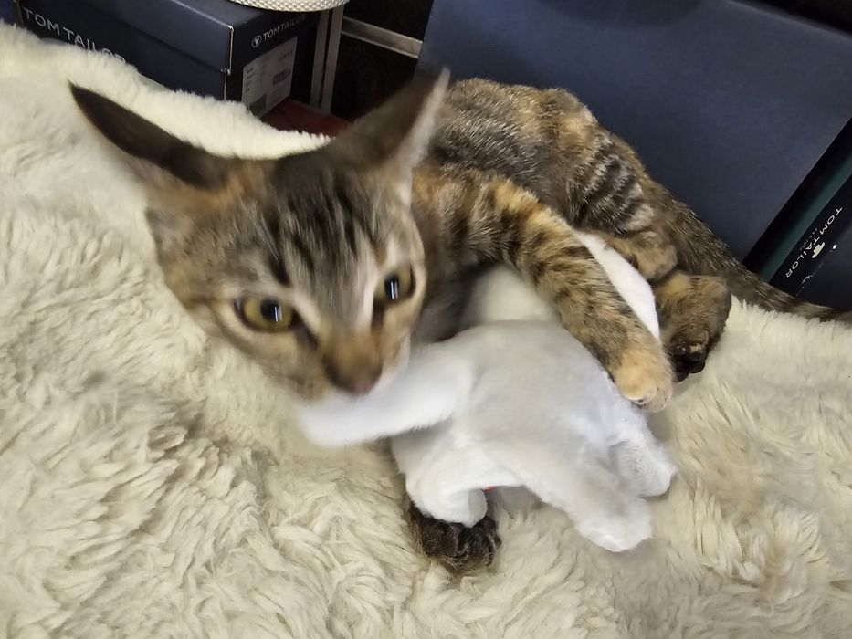 Малко котенце търси своя ЧОВЕК