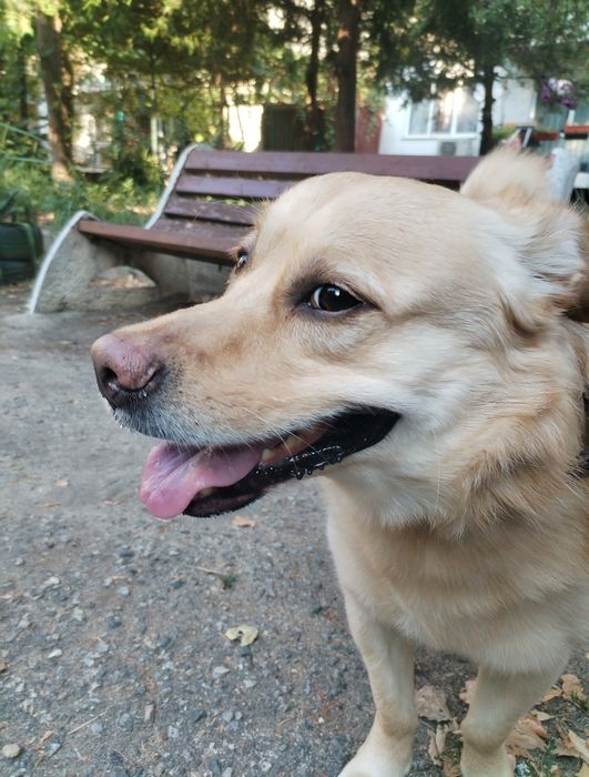 Грижа за домашни любимци