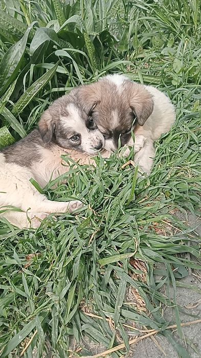 Бесплатно отдаем щенков девочки 2 месяца
